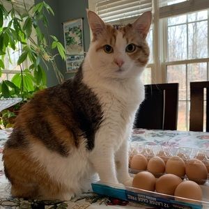 Meet your Posher, Jujube